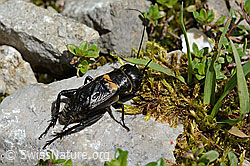 Feldgrille (Gryllus campestris) (C195702) Feldgrille (Gryllus campestris) (C195702)