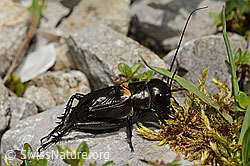 Feldgrille (Gryllus campestris) (C195707) Feldgrille (Gryllus campestris) (C195707)