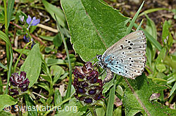 Gemeine Brunelle (Prunella vulgaris)