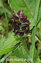 Gemeine Brunelle (Prunella vulgaris) (C195713)