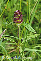 Gemeine Brunelle (Prunella vulgaris) (C195718)