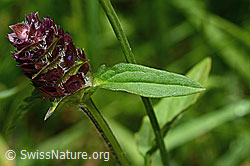 Gemeine Brunelle (Prunella vulgaris) (C195719)