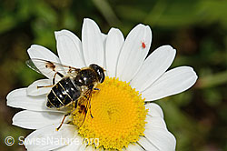 C195756: Glänzende Keilfleckschwebfliege (Eristalis rupium) auf Gewöhnlicher Wiesen-Margerite (Leucanthemum vulgare)