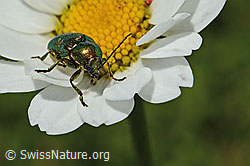 C195763: Smaragd-Fallkäfer (Cryptocephalus aureolus) auf Gewöhnlicher Wiesen-Margerite (Leucanthemum vulgare)