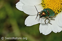 C195766: Smaragd-Fallkäfer (Cryptocephalus aureolus) auf Gewöhnlicher Wiesen-Margerite (Leucanthemum vulgare)
