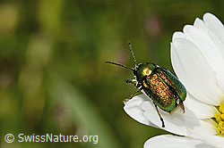 C195768: Smaragd-Fallkäfer (Cryptocephalus aureolus) auf Gewöhnlicher Wiesen-Margerite (Leucanthemum vulgare)