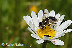 Glänzende Keilfleckschwebfliege (Eristalis rupium) auf Gewöhnlicher Wiesen-Margerite (Leucanthemum vulgare) (C195775)