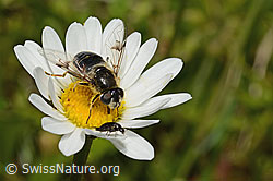 C195777: Glänzende Keilfleckschwebfliege (Eristalis rupium) auf Gewöhnlicher Wiesen-Margerite (Leucanthemum vulgare)