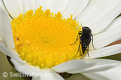 C195779: Mordella brachyura (Stachelkäfer) auf Gewöhnlicher Wiesen-Margerite (Leucanthemum vulgare)