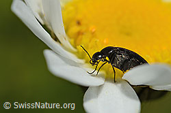 C195792: Mordella brachyura (Stachelkäfer) auf Gewöhnlicher Wiesen-Margerite (Leucanthemum vulgare)