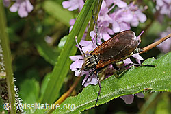 Gewürfelte Tanzfliege (Empis tesselata) auf Vielhaarigem Thymian (Thymus praecox ssp. polytrichus) (C195798)