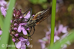 Gewürfelte Tanzfliege (Empis tessellata)