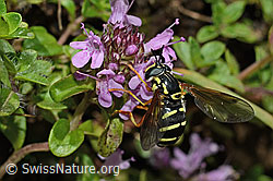 C195805: Späte Wespenschwebfliege (Chrysotoxum festivum) auf Vielhaarigem Thymian (Thymus praecox ssp. polytrichus)