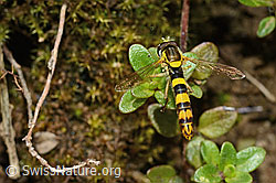 Sphaerophoria scripta (C195807)
