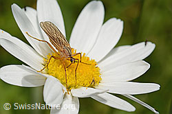 C195811: Empis digramma (Tanzfliege) auf Gewöhnlicher Wiesen-Margerite (Leucanthemum vulgare)