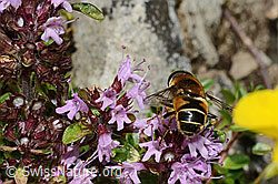 Foto: Glänzende Keilfleckschwebfliege (Eristalis rupium) auf Vielhaarigem Thymian (Thymus praecox ssp. polytrichus)