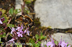 Foto: Glänzende Keilfleckschwebfliege (Eristalis rupium) auf Vielhaarigem Thymian (Thymus praecox ssp. polytrichus)