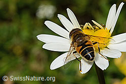 Gemeine Keilfleckschwebfliege (Eristalis pertinax) auf Gewöhnlicher Wiesen-Margerite (Leucanthemum vulgare) (C195828)