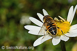 Gemeine Keilfleckschwebfliege (Eristalis pertinax) auf Gewöhnlicher Wiesen-Margerite (Leucanthemum vulgare) (C195830)