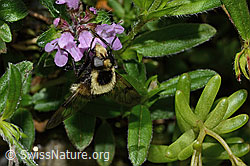Foto: Hummel-Waldschwebfliege (Volucella bombylans var. plumata) auf Vielhaarigem Thymian (Thymus praecox ssp. polytrichus)