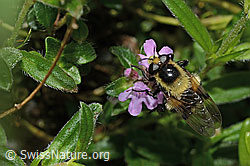 Foto: Hummel-Waldschwebfliege (Volucella bombylans var. plumata) auf Vielhaarigem Thymian (Thymus praecox ssp. polytrichus)