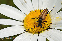 C195837: Schwarzspitziger Halsbock (Stictoleptura fulva) auf Gewöhnlicher Wiesen-Margerite (Leucanthemum vulgare)