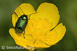 Smaragd-Fallkäfer (Cryptocephalus aureolus) auf Blume (C195839)