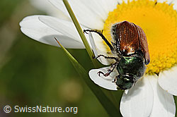 Wassertropfen auf Blüte einer Margerite