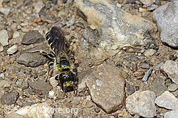 C195847: Hahnenfuss-Scherenbiene (Chelostoma florisomne)