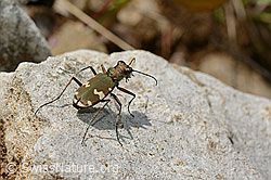 Berg-Sandlaufkäfer (Cicindela sylvicola) (C195859)