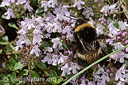 Hellgelbe Erdhummel (Bombus lucorum) auf Vielhaarigem Thymian (Thymus praecox ssp. polytrichus) (C195861) Hellgelbe Erdhummel (Bombus lucorum) auf Vielhaarigem Thymian (Thymus praecox ssp. polytrichus) (C195861)