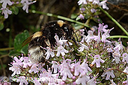 Hellgelbe Erdhummel (Bombus lucorum) an Besenheide (Calluna vulgaris)