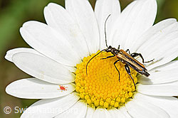 Gemeiner Scheinbockkäfer (Oedemera femorata)