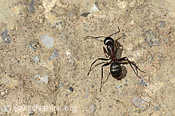 Foto: Starkbeborstete Gebirgswaldameise (Formica lugubris)