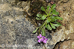 Leberbalsam (Erinus alpinus) (C195883)