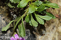 Leberbalsam (Erinus alpinus) (C195885)