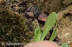 Leberbalsam (Erinus alpinus) (C195886)