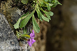 Leberbalsam (Erinus alpinus) (C195887)