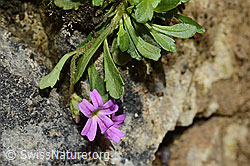 Leberbalsam (Erinus alpinus) (C195888)