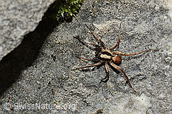 C195898: Xerolycosa nemoralis (Wolfspinne)