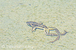 C199045: Grasfrosch (Rana temporaria)