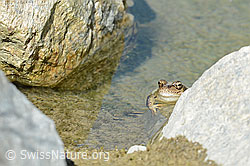 C199051: Grasfrosch (Rana temporaria)