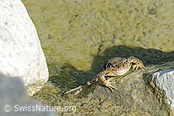 C199052: Grasfrosch (Rana temporaria)