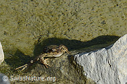 C199054: Grasfrosch (Rana temporaria)