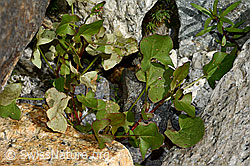 C199102: Schildblättriger Ampfer (Rumex scutatus)