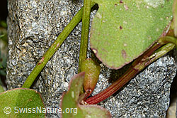 C199103: Schildblättriger Ampfer (Rumex scutatus)