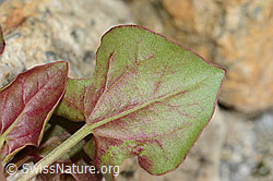 C199104: Schildblättriger Ampfer (Rumex scutatus)