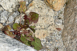 C199105: Schildblättriger Ampfer (Rumex scutatus)