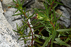 Foto: Fleischers Weidenröschen (Epilobium fleischeri)