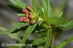 Foto: Fleischers Weidenröschen (Epilobium fleischeri)